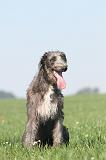 DEERHOUND 021